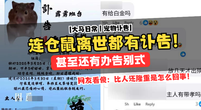 宠物仓鼠离世主人发讣告办告别式！ 杨秀莹引发全网热议！