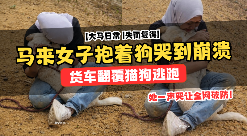 马六甲流浪动物救援车祸！女子抱狗痛哭画面感动网民！